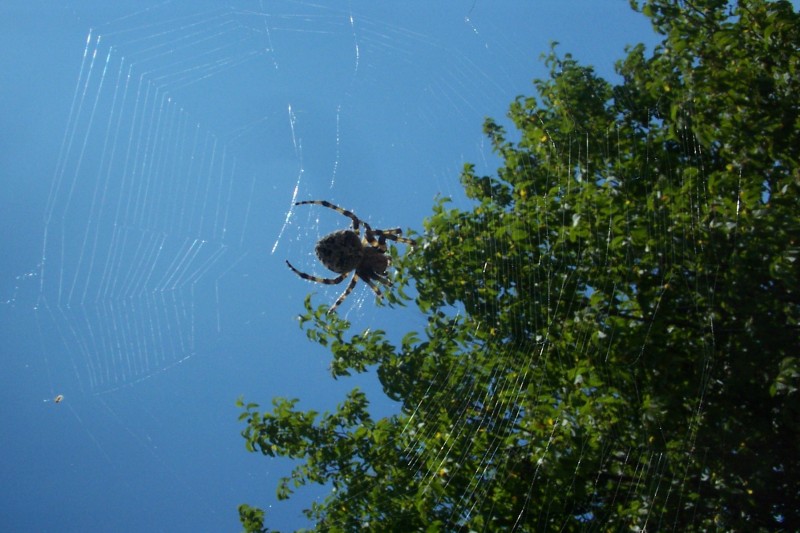 #15 Araignée : Moi qui croyait être seul au monde ! Araignée : Moi qui croyait être seul au monde !