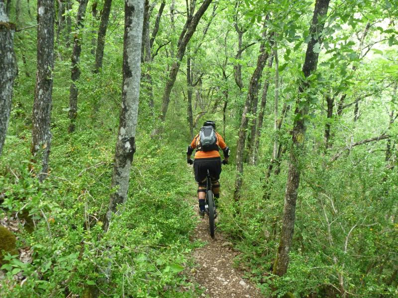 #13 Quand il fait chaud... : la forêt à du bon Quand il fait chaud... : la forêt à du bon