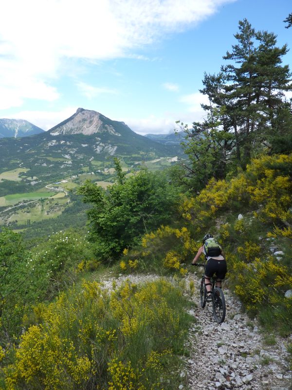 Descente sur Chateauvieux : Au milieu des genêts