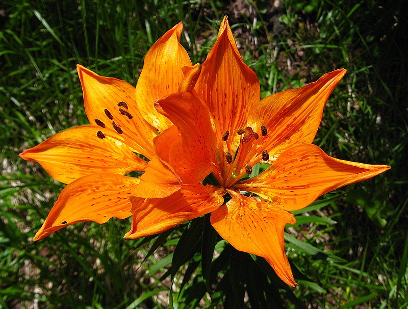 #7 Botanique : Lys Orangé Botanique : Lys Orangé