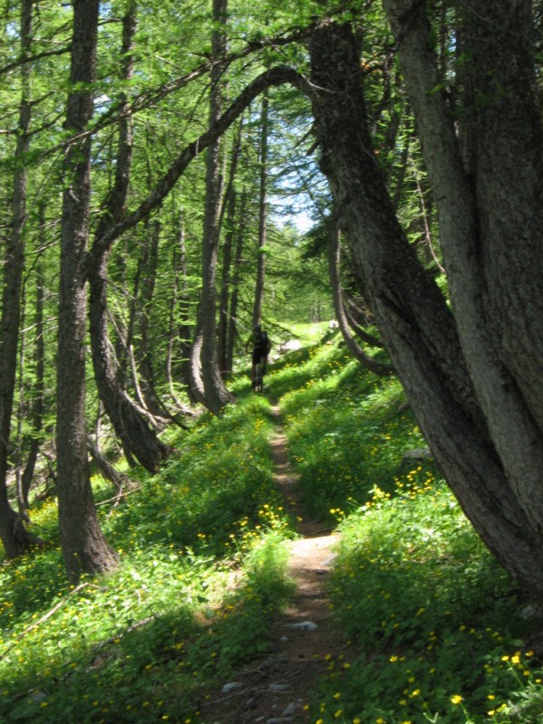 Sussis -> Peone : Montée au col des trente souches