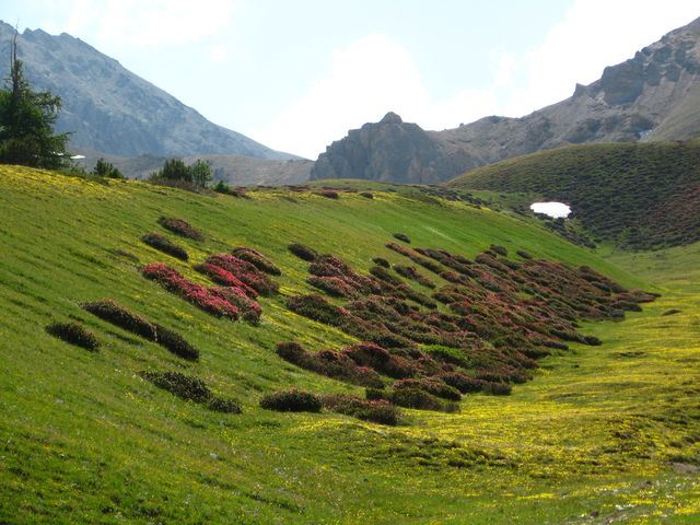 #18 moraine : colonisée par les magnifiques rhodos moraine : colonisée par les magnifiques rhodos