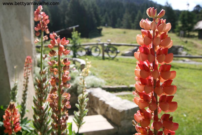 #4 Lupins : Ils sont vraiment magnifiques. Lupins : Ils sont vraiment magnifiques.