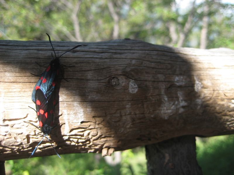 #3 Zygènes de la filipendule : Drôle de nom pour ces petites bêtes ! Zygènes de la filipendule : Drôle de nom pour ces petites bêtes !