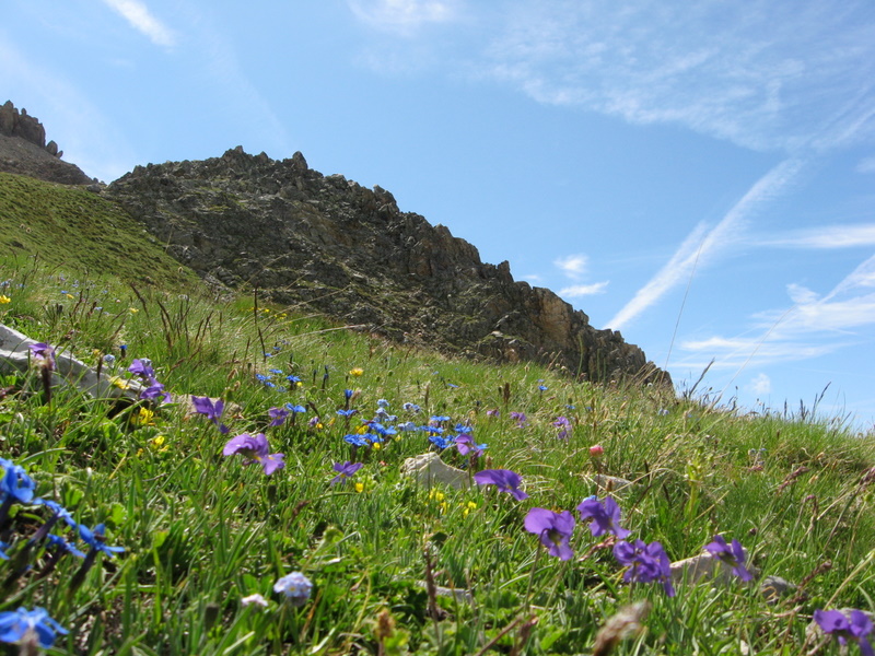 Flore du Grand Area : Mic'hel à l'aide !