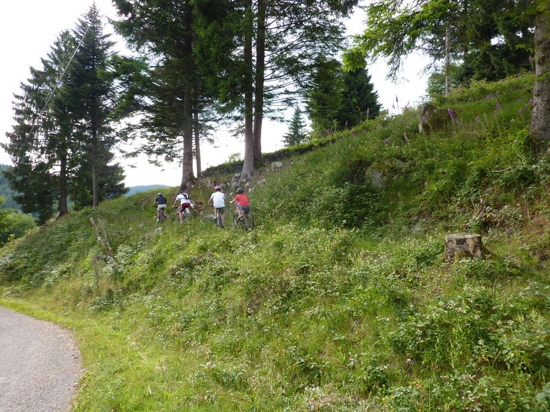 Le petit groupe : toujours dans la verdure !