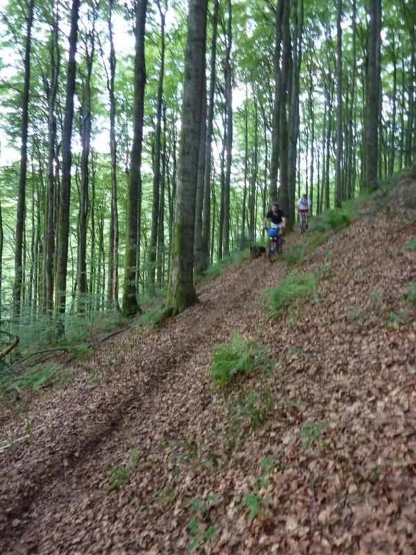 En forêt version 2 : Hetraie