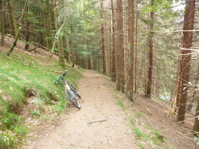 En forêt version 3 : Sapins