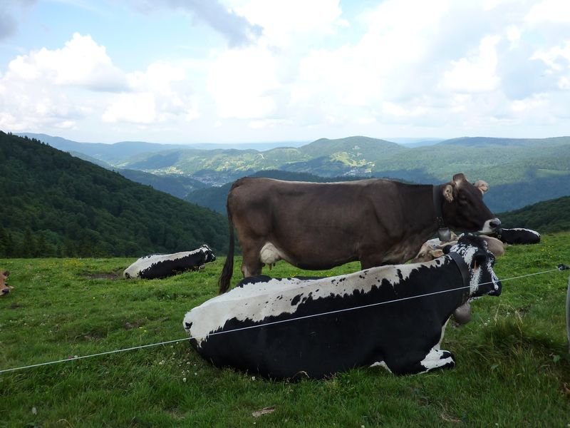 Vache : la race vogienne