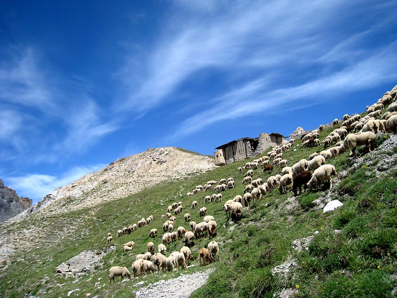 Col des Acles : arrivée sympa au col avec les moutons