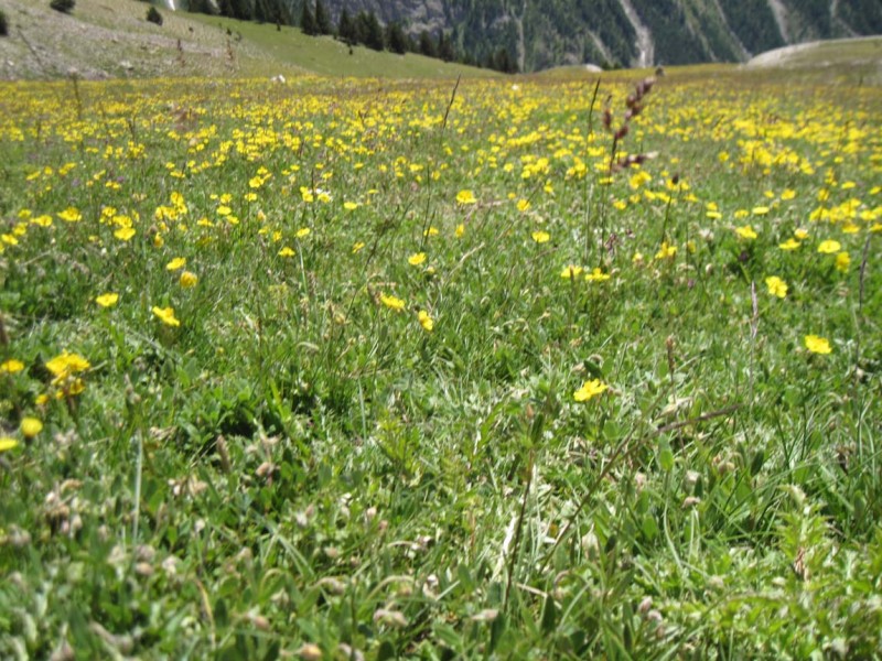 #4 L L'Aravet : piste d'atterrissage à papillons et butineurs de tout poil