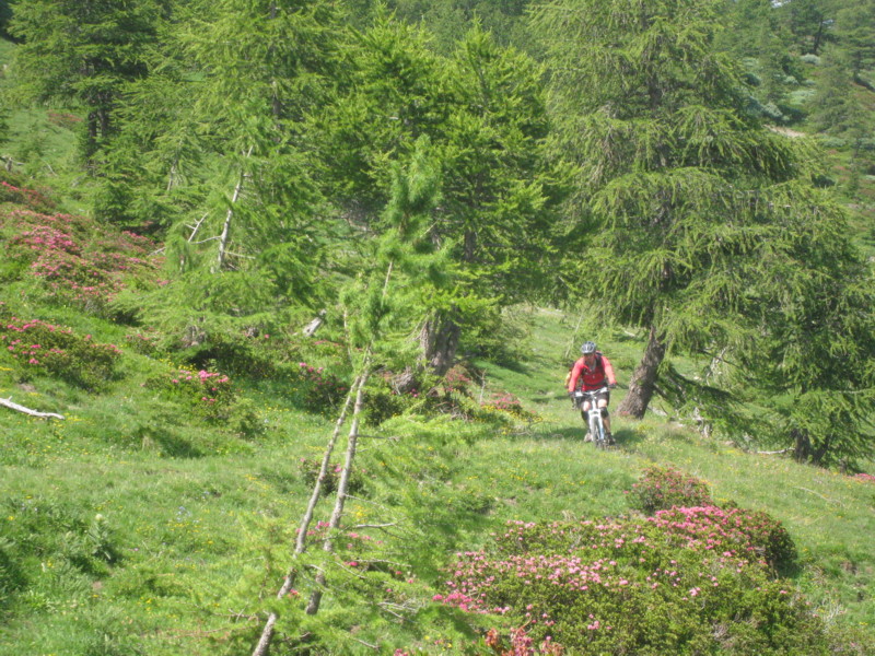 #3 Collette : Rhodo et mélèzes! Collette : Rhodo et mélèzes!
