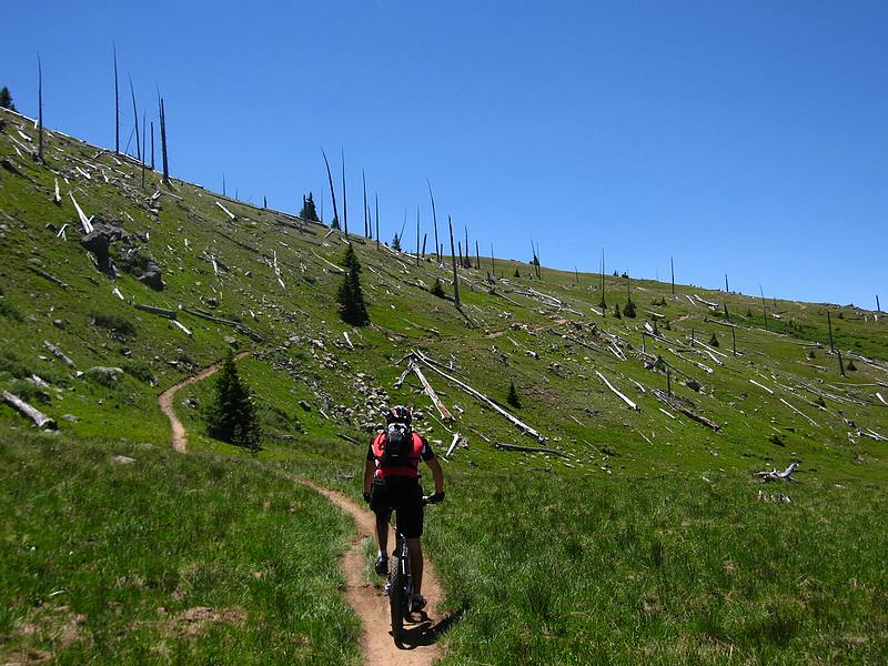 #4 Monarch Crest Trail : Forêt anciennement brûlée Monarch Crest Trail : Forêt anciennement brûlée