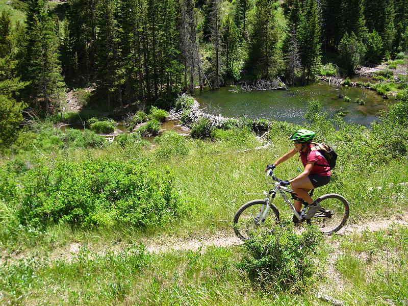 #8 Monarch Crest Trail : Barrage de castor Monarch Crest Trail : Barrage de castor