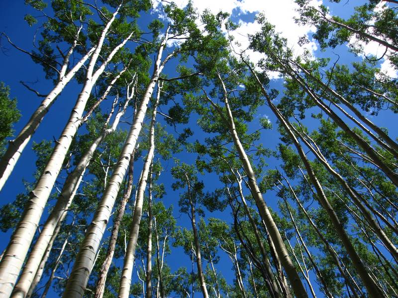 Snodgrass trail : Trembles ou Aspen trees