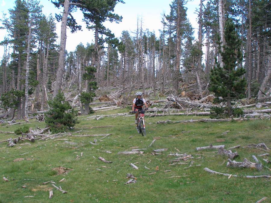 #9 Les dégats de Klaus : La forêt est dévastée, un vrai mikado Les dégats de Klaus : La forêt est dévastée, un vrai mikado