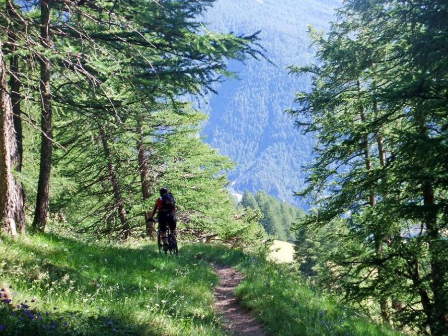 #9 Descente toujours : Un petit passage sous les arbres Descente toujours : Un petit passage sous les arbres
