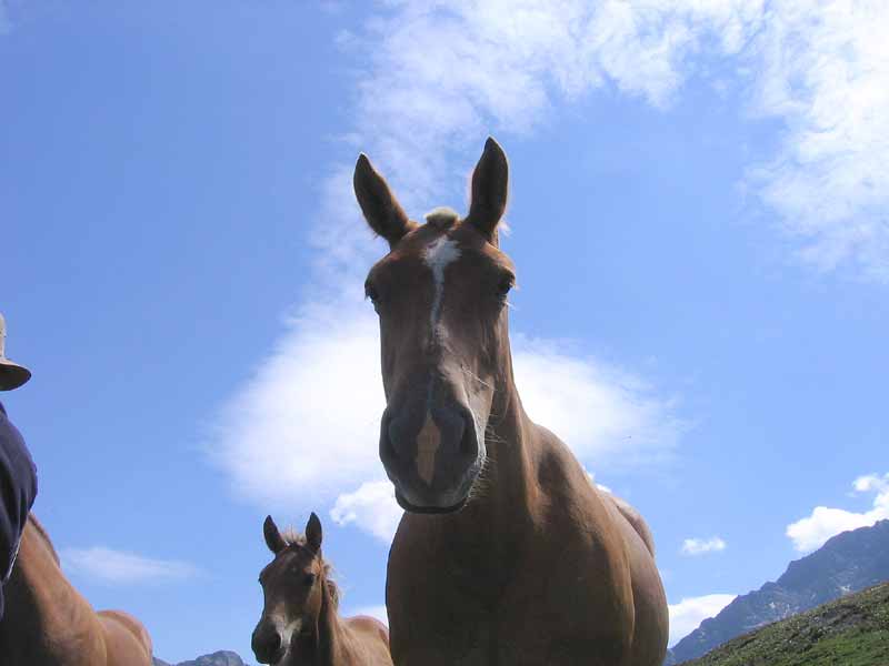 #21 Chevaux : Petite horde de Selles Français (voleurs, pilleurs comme pas 2) Chevaux : Petite horde de Selles Français (voleurs, pilleurs comme pas 2)