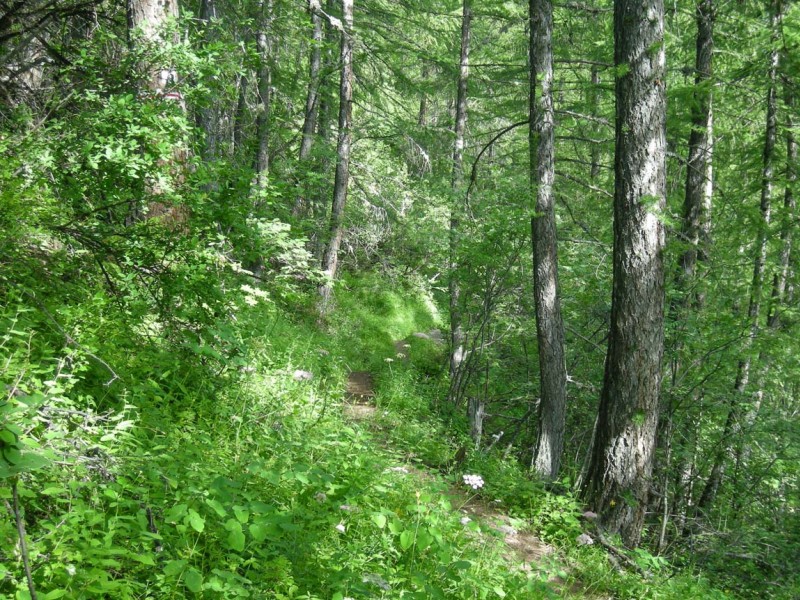 De Villargaudin à Arvieux : Du gîte, un single verdoyant et en forêt de mélèze rejoint Arvieux.