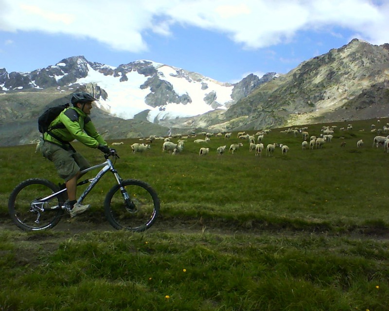 Fond du Ferrand : Les moutons qui ont mangé les fleurs et laissé des crottes à la place !
