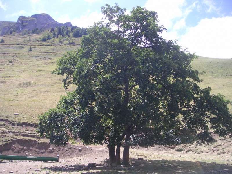 Sous le col de la Brèche : Un conseil : faites une pause sous cet arbre, après c'est horrible...