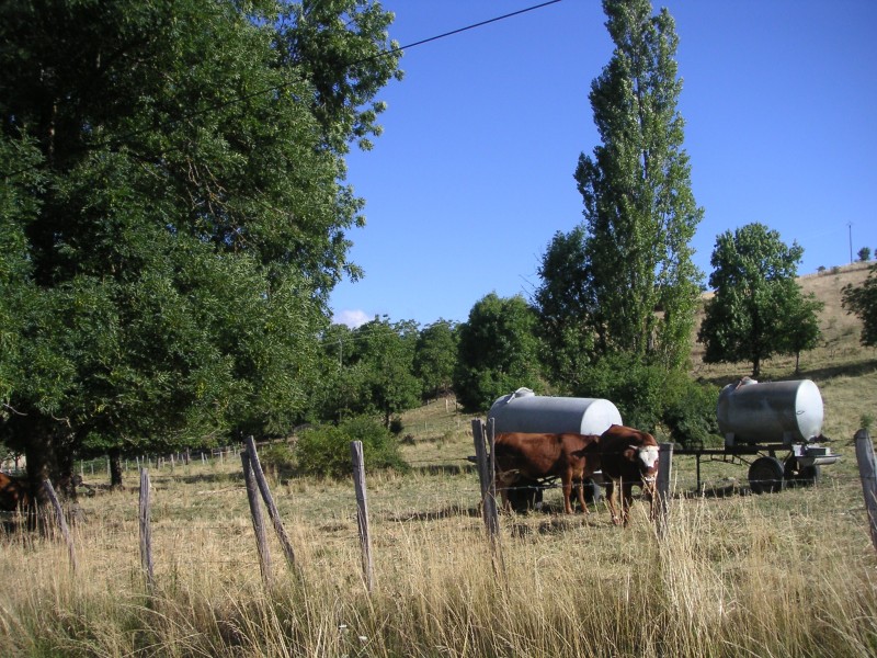 Paysage du Trièves : du lait, du lait !!!