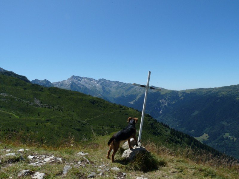 Compagnon à 4 pattes : Notre guide admire le paysage.