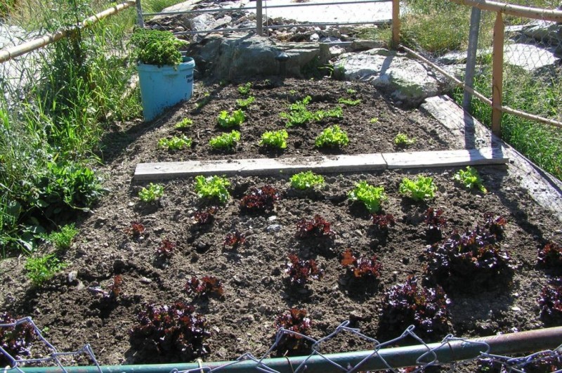 #6 Potager : Les salades poussent à 2000m ! Potager : Les salades poussent à 2000m !
