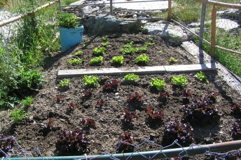 Potager : Les salades poussent à 2000m !