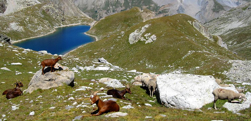 #6 Chèvres : et moutons ont la belle vie Chèvres : et moutons ont la belle vie