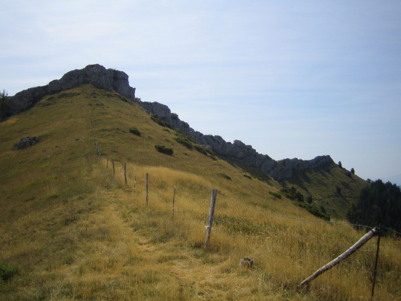 #5 Sanglier : La Manche Sanglier : La Manche