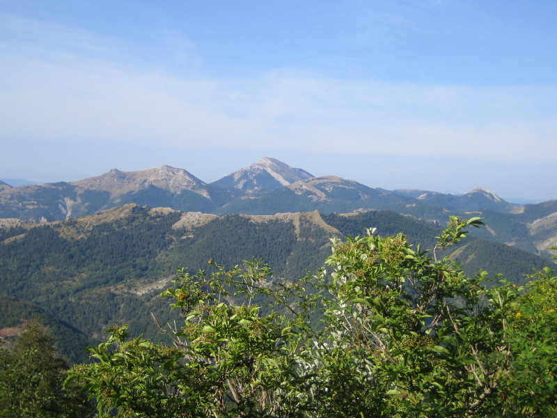 Sanglier : Montagne D'Aujour