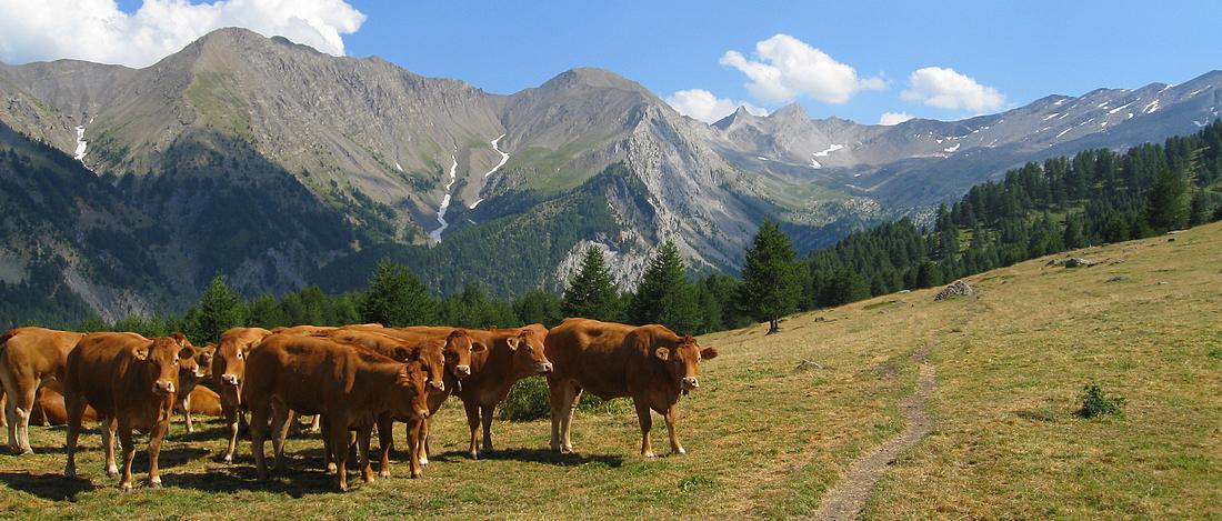 #22 Plan de Gautier : et ses vaches curieuses Plan de Gautier : et ses vaches curieuses