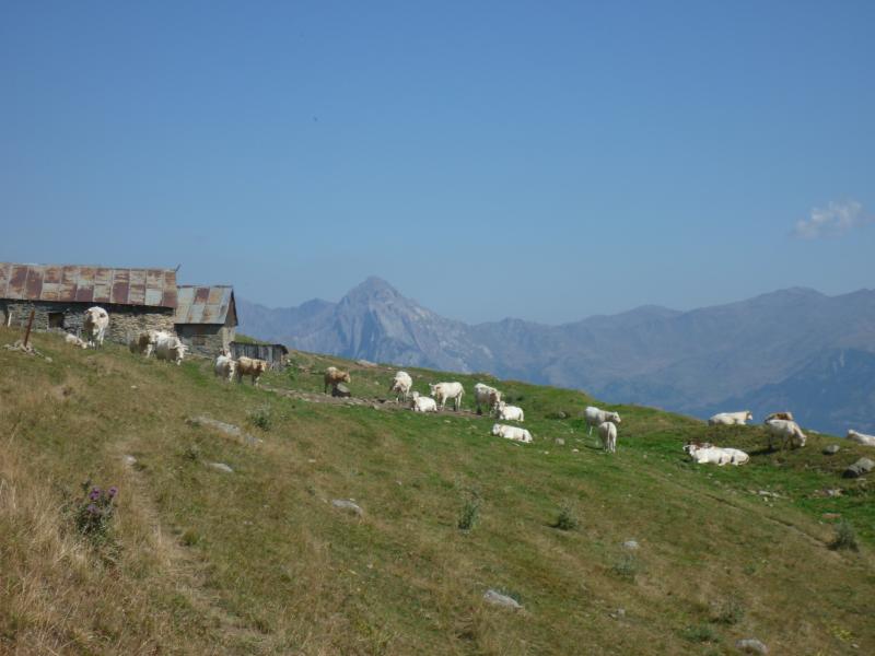 Le "vallon" : ...un paradis pour les vaches