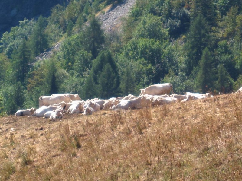 #8 Les Cognets : Grégaires, tranquille, ça fait du bon lait, du bon fromage et de bonnes défonces du chemin Les Cognets : Grégaires, tranquille, ça fait du bon lait, du bon fromage et de bonnes défonces du chemin