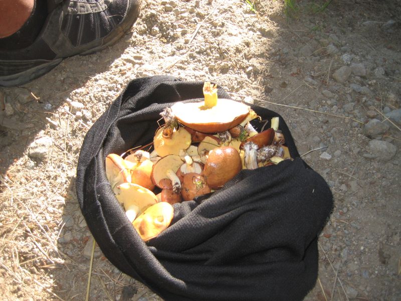#5 Cueillette champignons : Et c Cueillette champignons : Et c'est le BUT ! Après que chacun de nous ait appelé son répertoire pour savoir ce que c'était (sans succès), nous avons repris le vélo.