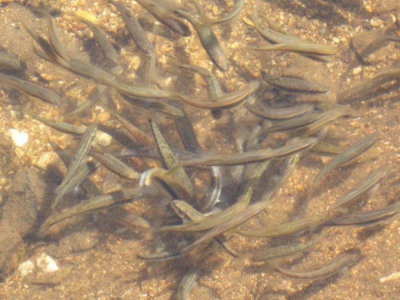 #11 Lac Fourchu : D’aucuns agacent l’alevin par quelques miettes négligeament lancées Lac Fourchu : D’aucuns agacent l’alevin par quelques miettes négligeament lancées