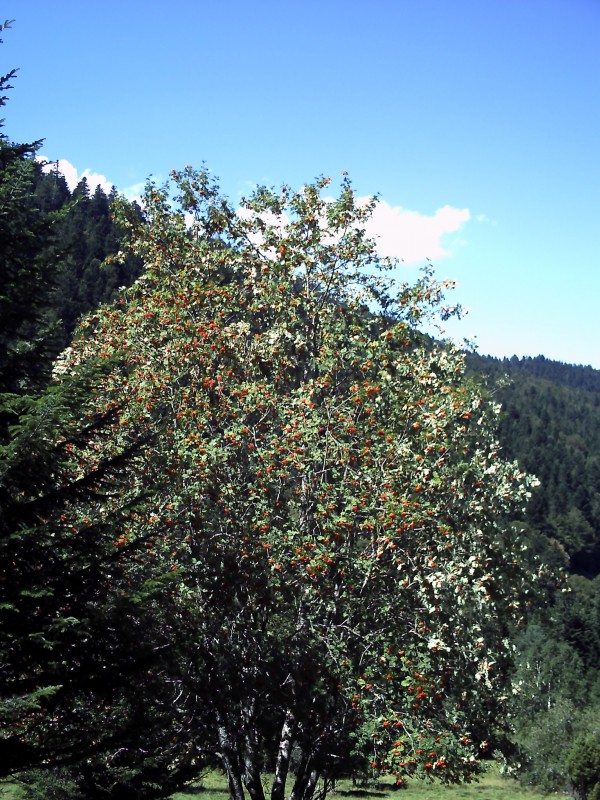 #2 Sorbier des Oiseleurs : De nombreux sorbiers des oiseleurs dans ce secteur Sorbier des Oiseleurs : De nombreux sorbiers des oiseleurs dans ce secteur