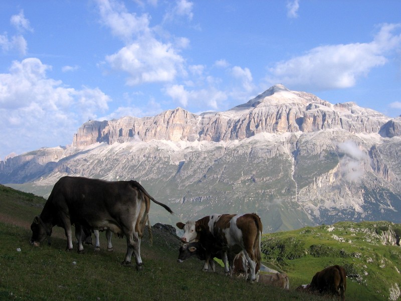 Dolomites-Bindelweg : Troupeau sur fond de Gruppo della Sella