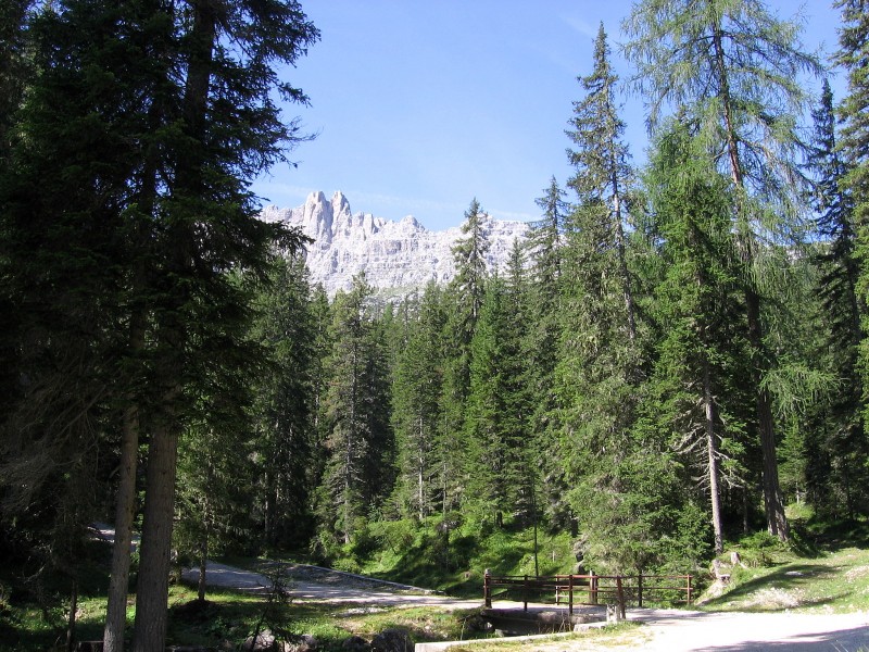 Dolomites-Forcella Ambrizola : Belle piste forestière