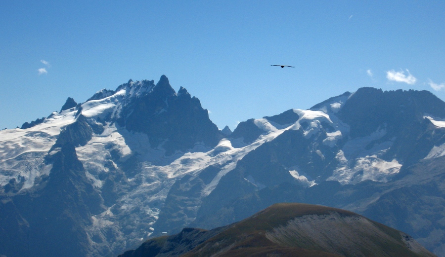 Tête du Vallon : Vautour de la Meije