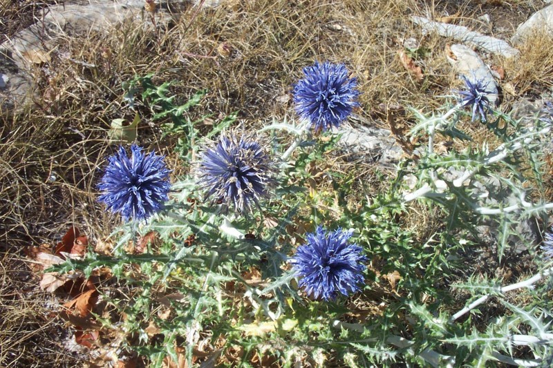 #9 Orties bleues ? SOS Zigual !!! : Cette espèce de chardon est elle protégée Zigual ;-P ? Orties bleues ? SOS Zigual !!! : Cette espèce de chardon est elle protégée Zigual ;-P ?