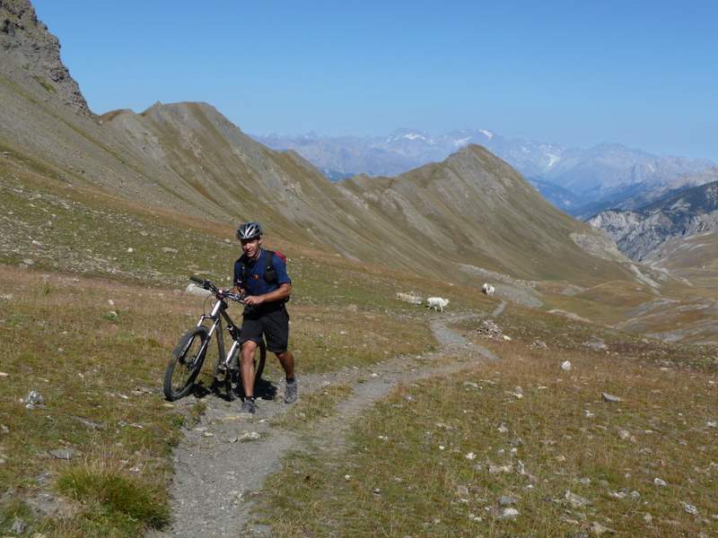 Vallon Laugier : 6 non 7 patous bien tranquilles mais faut pas traîner quand même...