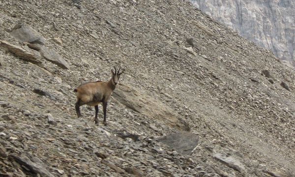 joli bouc : dans la montée à la pointe Chauvet