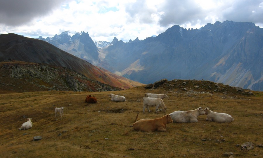 Le Grand Plateau : ... de fromage?