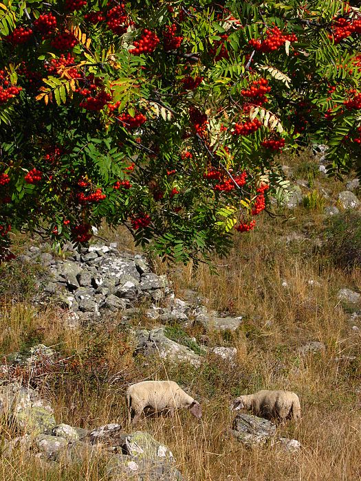 sorbier : Les moutons n'ont pas peur à Chien-Loup