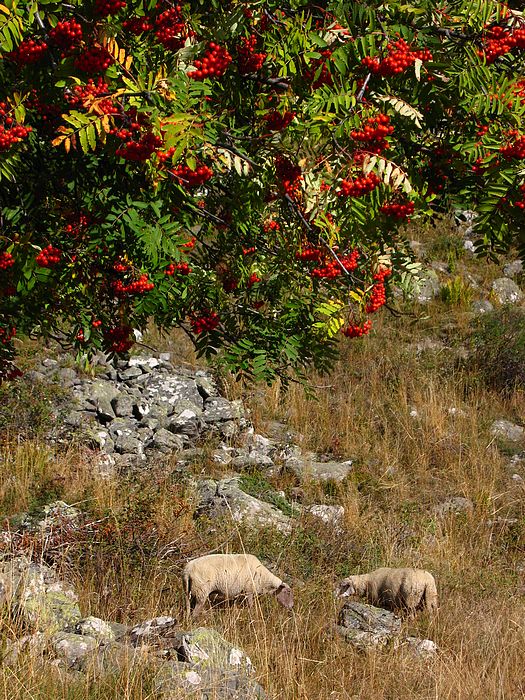 #19 sorbier : Les moutons n sorbier : Les moutons n'ont pas peur à Chien-Loup