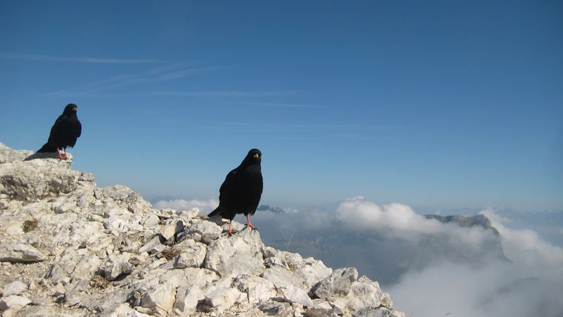 #2 Mes compagnons du jour : Avec le Mont-Blanc et la Dent de Crolles. Mes compagnons du jour : Avec le Mont-Blanc et la Dent de Crolles.