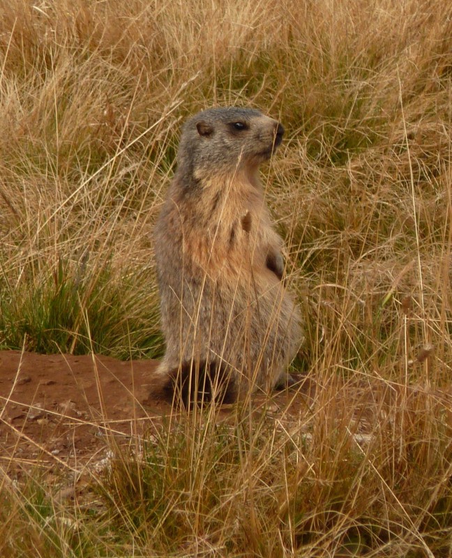 #4 Fourchu : Marmotte engraissée prête à passer l Fourchu : Marmotte engraissée prête à passer l'hiver
