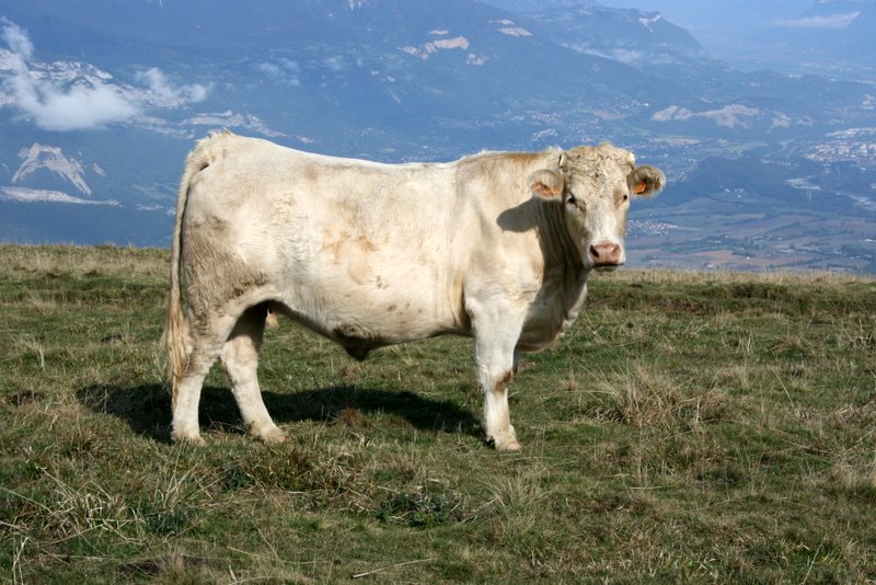 #4 Miam miam : Nos amies du jour qui ont terrorisé certains et bien amusé d Miam miam : Nos amies du jour qui ont terrorisé certains et bien amusé d'autres.
